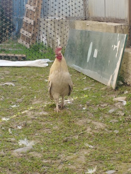 Продам петуха карлика