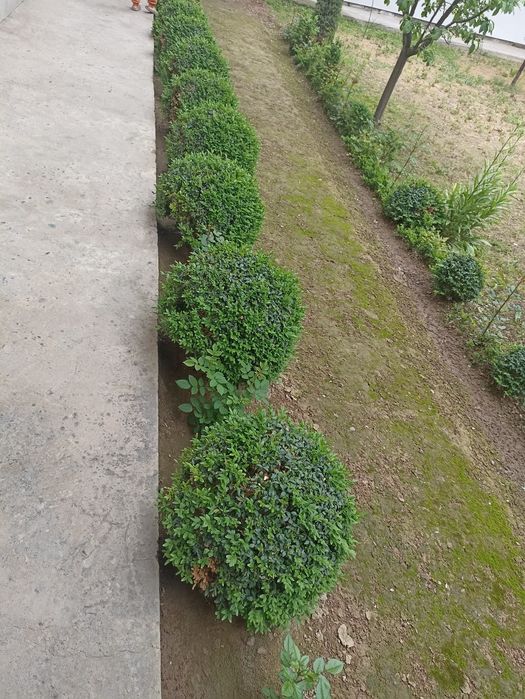 Shamshodlar sotiladi 50x55.  12 dona