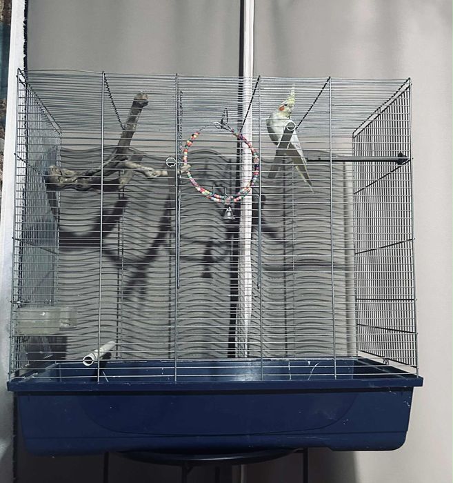 Cusca de papagalii perefra