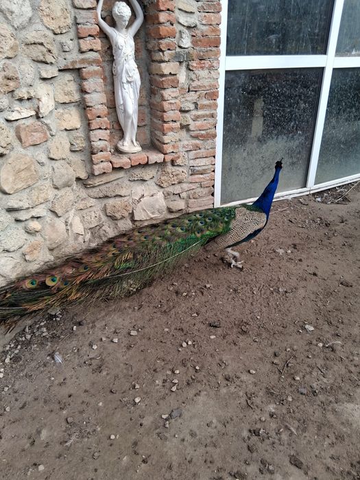 Двойка индийски пауни