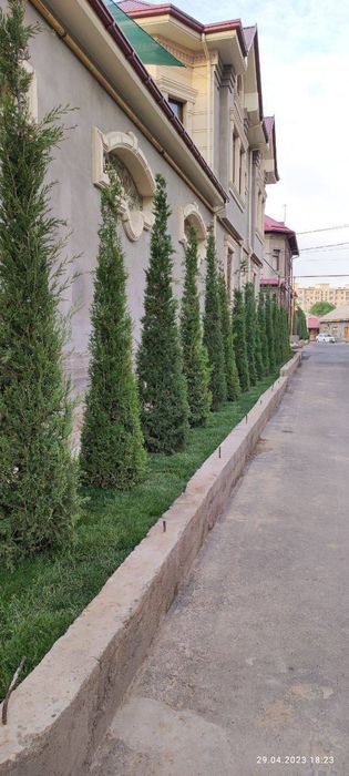 Archa kesamiz ekamiz shakl beramiz xovlidagi boshqa daraxtlaga