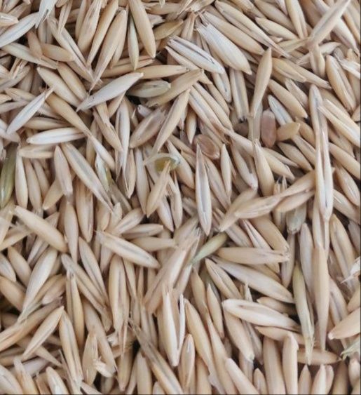 Овёс сұлы овёс сұлы