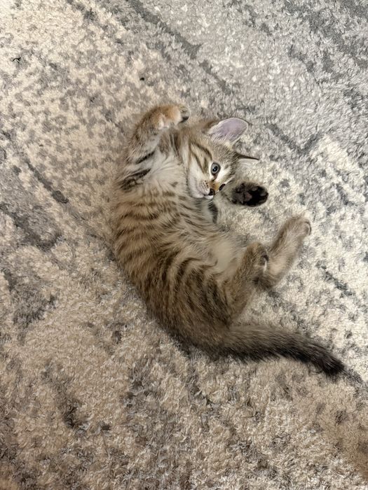 Отдам бесплатно двух котят (мальчик и девочка).