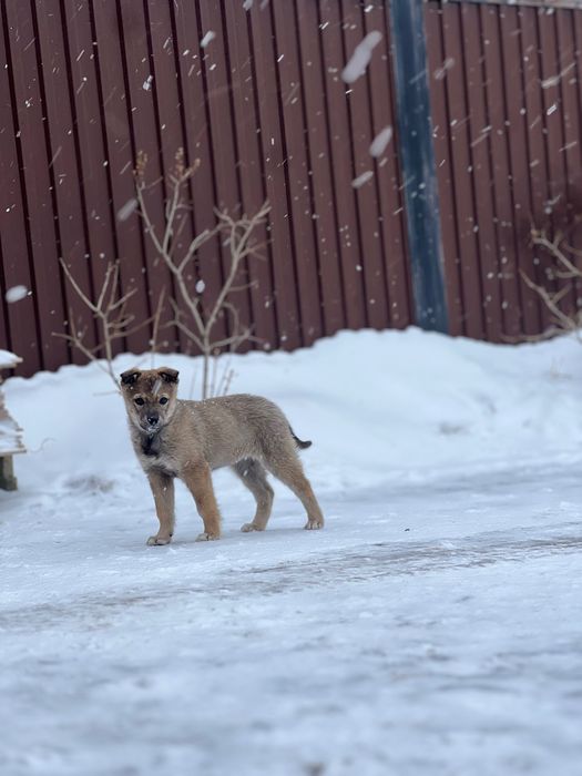 Күшік / щенок девочка