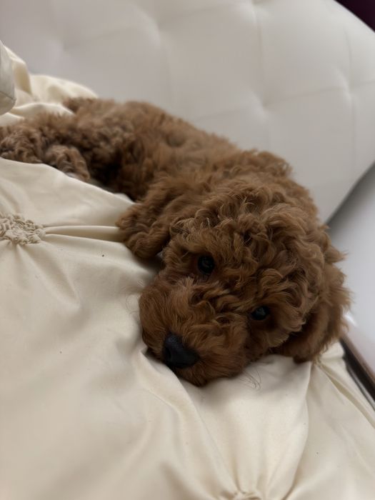 Poodle miniature baietel de vanzare