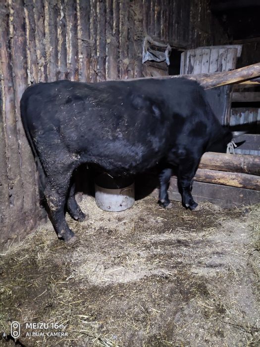 Продам бычка жирный