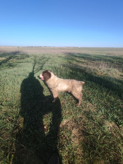 Продам спаниель кабель