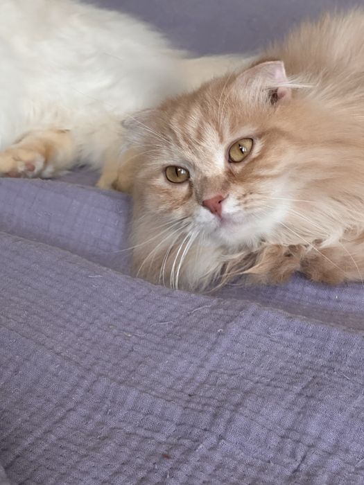 Шотланлский лиловый юный кот