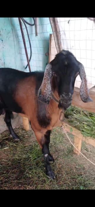 Vând țap angronimbian