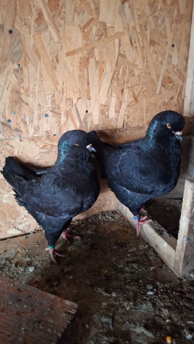 Porumbei kingi de vanzare