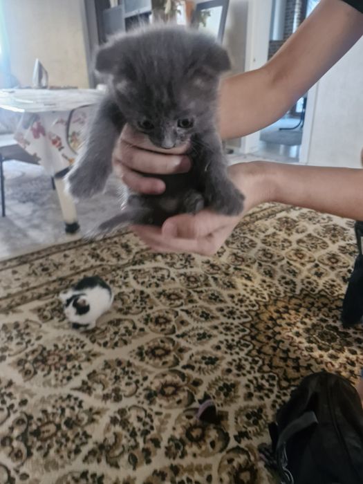Животное, котята