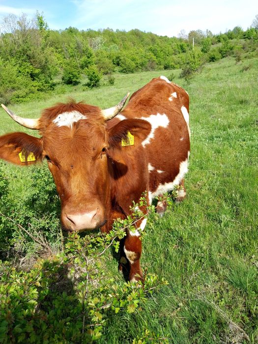 Vaca cu vitea de vanzare.