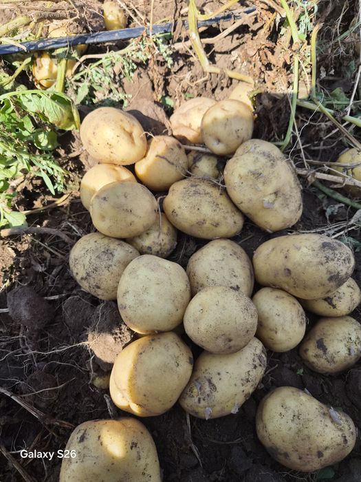 Продам картофель