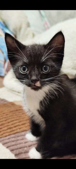 Отдам котёнка 1,5 месяца