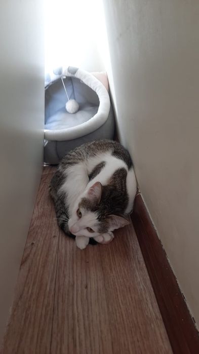 Кошка классная 145