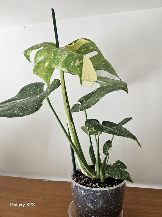 Monstera thai constellation