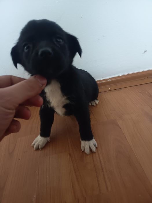 6 Cațelusi talie mica-medie adoptie gratis