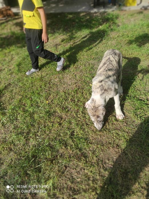 Собака 4 мыслы казакский