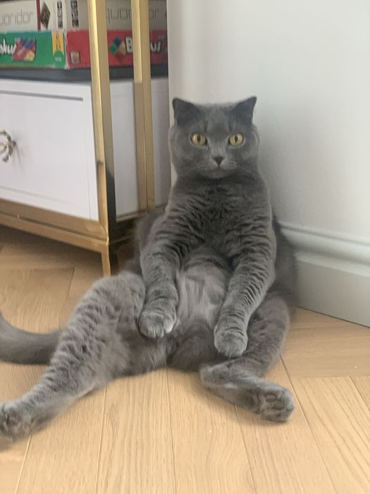 Присмотреть за котом