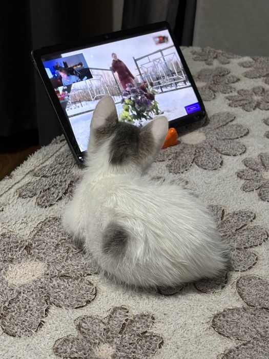 Отдам в хорошие руки