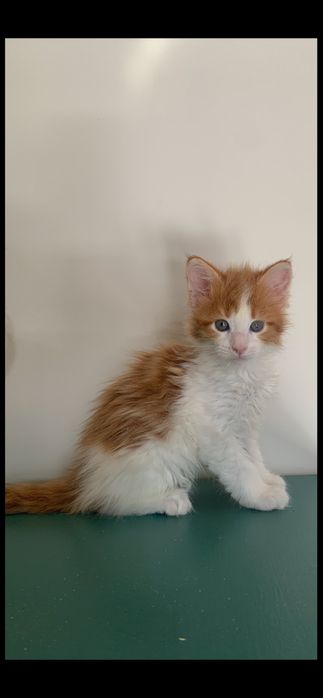 малышка мейнкун (девочка) с родословной