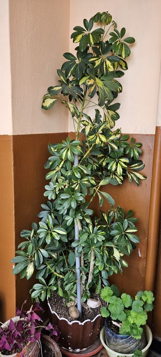 Пъстроцветна Шефлера