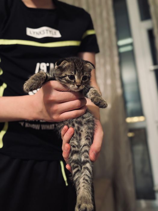 Шотландская вислоухая