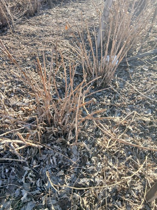 Продам саженцы малины сорт Полька