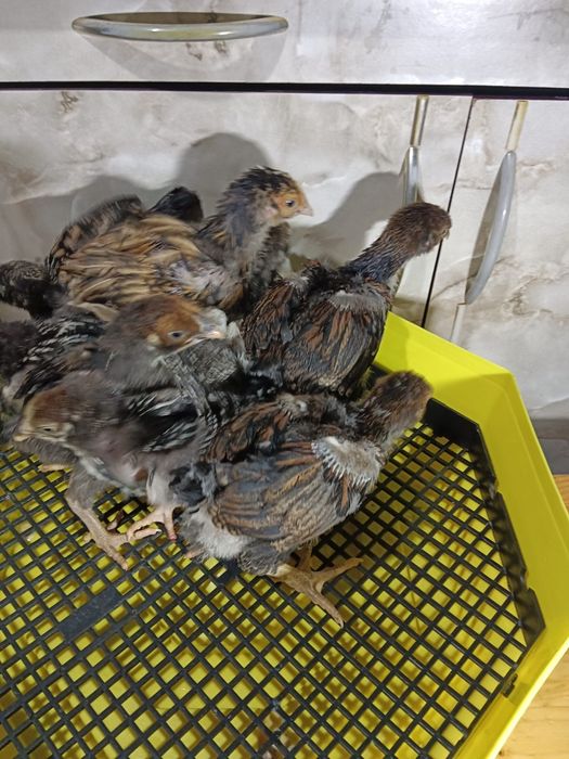 Wyandotte gsg și Orpington de vânzare