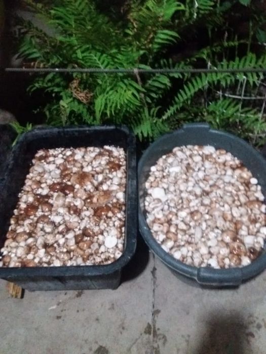 Грибы солёные чистые