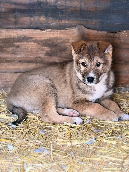 Отлам щенка в добрые руки