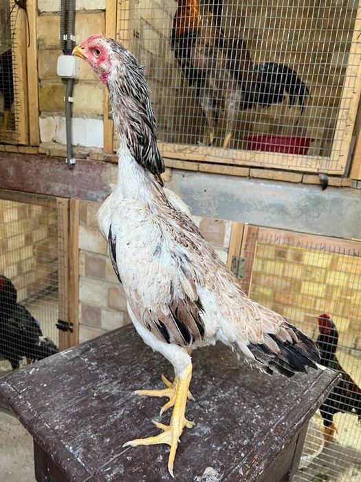 Dakan tovuq sotiladi