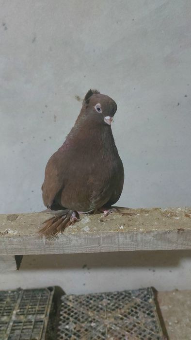 Голуби  Кептер  красный чубатый самец