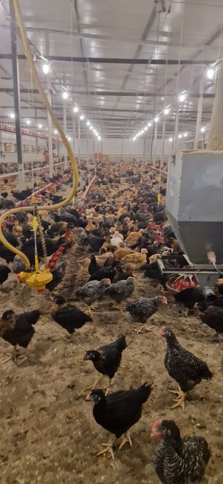 Oferin spre vânzare pui rasa mixta cu toate vecinele la zi