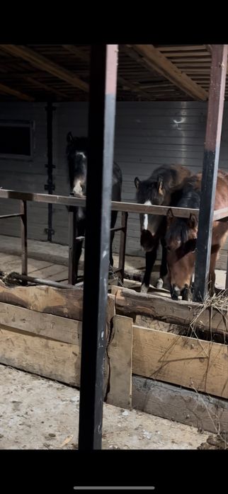 Продам крупных жеребят