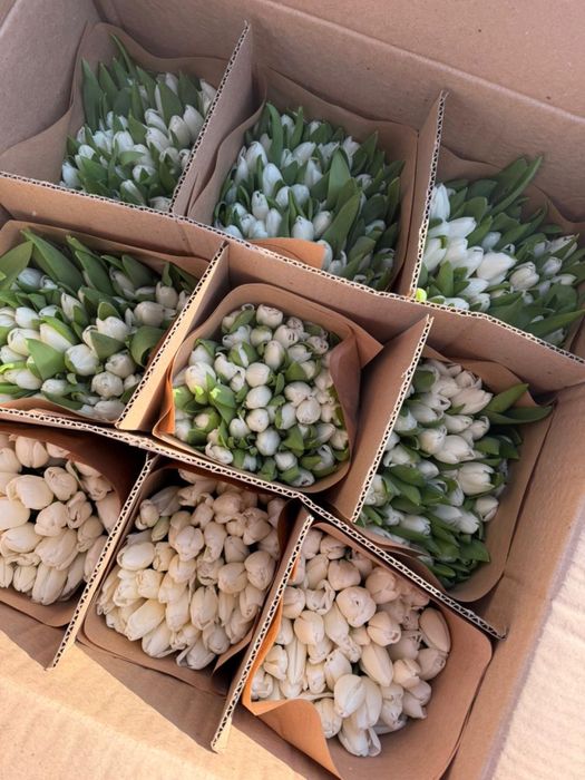 Тюльпаны по 650 тенге