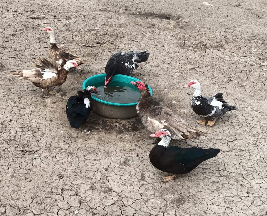 Oua rate leneșii mute