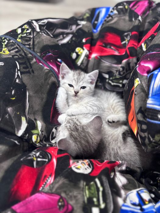 Котята скотиш страйт