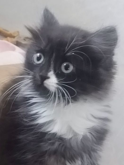 Отдам котенка в добрые руки.