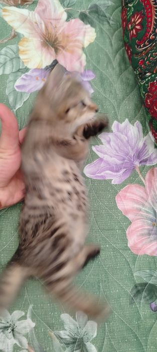 Отдам котят в добрые руки