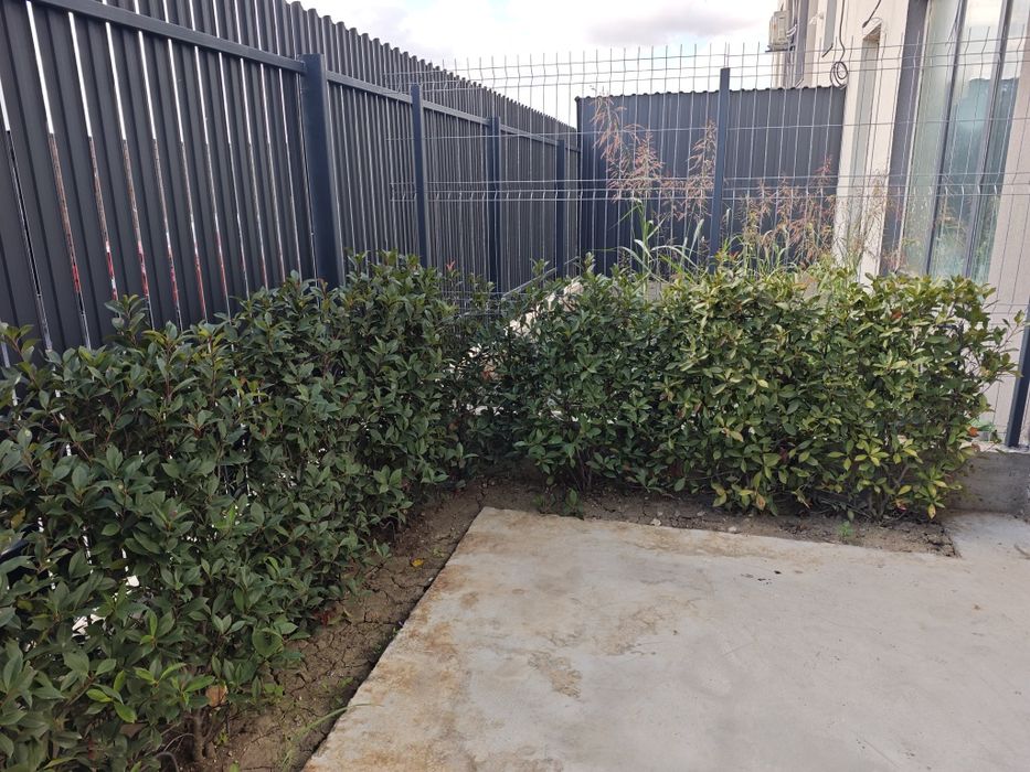 Gard viu/Arbusti/Tulpina - Photinia × fraseri "Red Robin" - Curte/Gradina