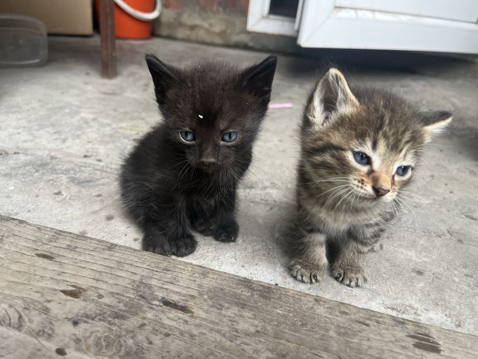 отдам котят, им 1 месяц