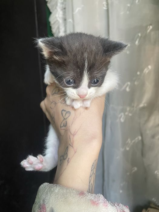 отдам котят в добрые руки