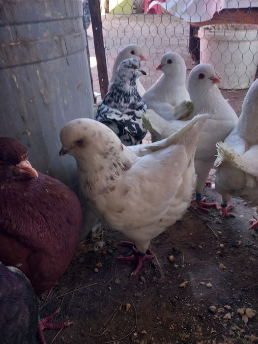 Porumbei kingi linia noua