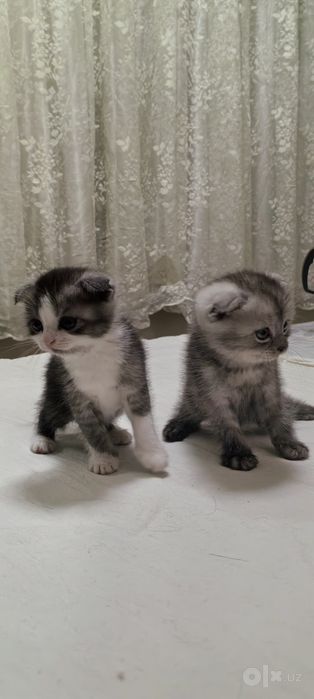 Mushuk bolalari 1 yarim oylik skochfold