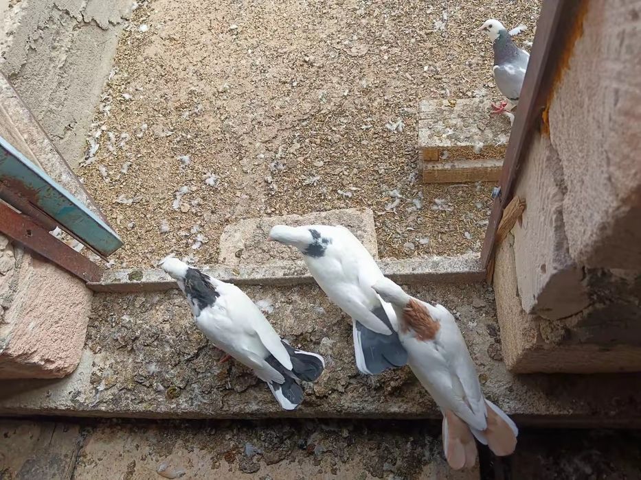 Бакинские голуби