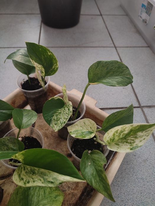 Сциндапсус марбл квин