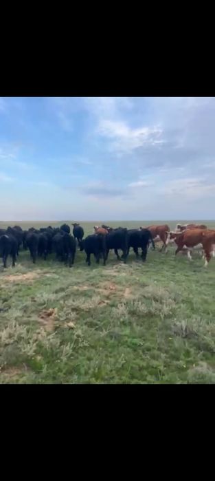 25шт Ангус телки