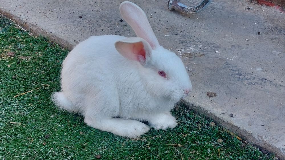 Кролик Кролик Кролик