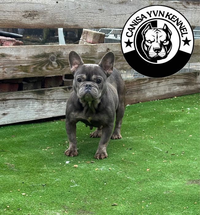 Buldog francez blue